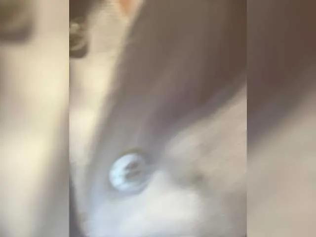 Offline Annabelle11 on BongaCams