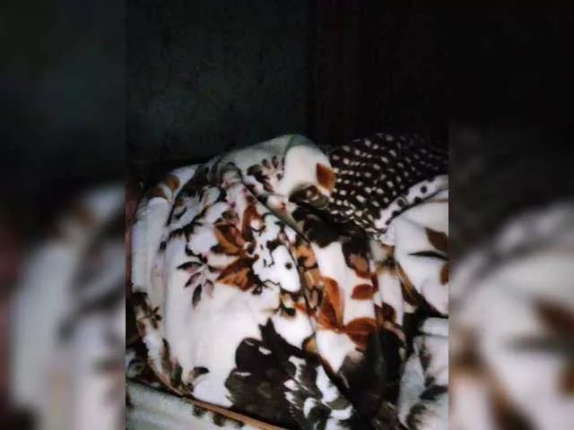 Offline Nasteuha on BongaCams